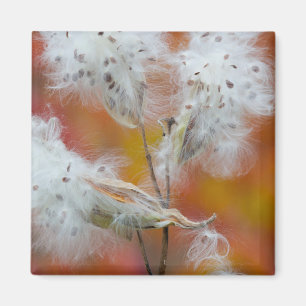 Samen von Seidenpflanzen im Herbst, Kanada Magnet