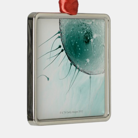Samenzellen, die ein Ovum befruchten Silbernes Ornament (Rechts)