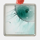 Samenzellen, die ein Ovum befruchten Silbernes Ornament (Vorne)
