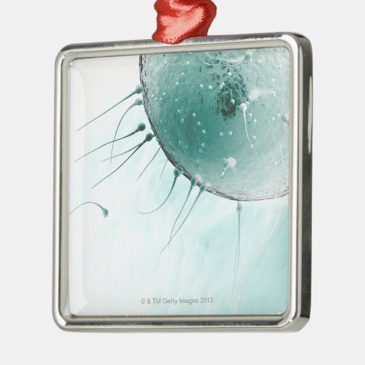 Samenzellen, die ein Ovum befruchten Silbernes Ornament (Links)