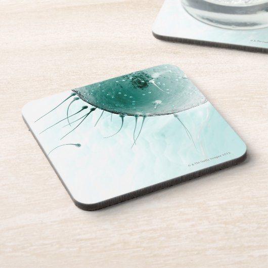 Samenzellen, die ein Ovum befruchten Untersetzer (Linke Seite)