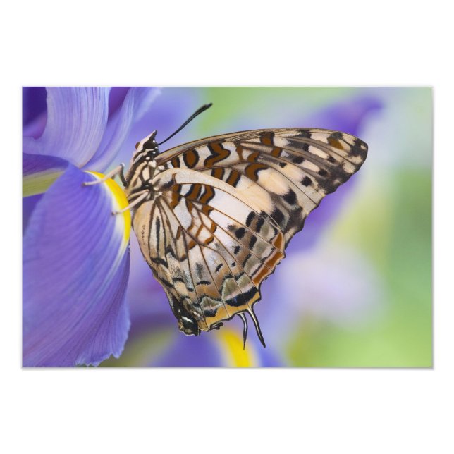 Sammamisch, Washington. Tropische Schmetterlinge 2 Fotodruck (Vorne)