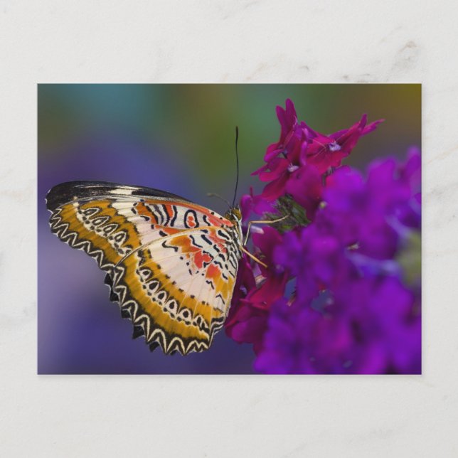 Sammamisch, Washington. Tropische Schmetterlinge 6 Postkarte (Vorderseite)