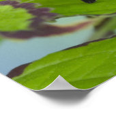 Sammamish Washington Foto of Butterfly on 11 Poster (Ecke)