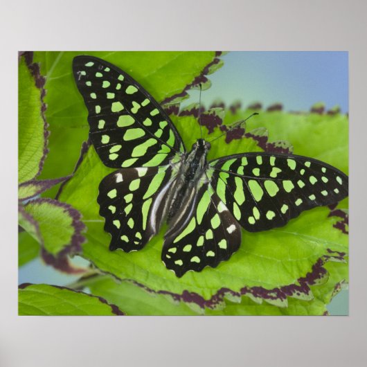 Sammamish Washington Foto of Butterfly on 11 Poster (Vorne)