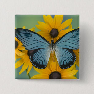 Sammamish Washington Foto von Schmetterling Button