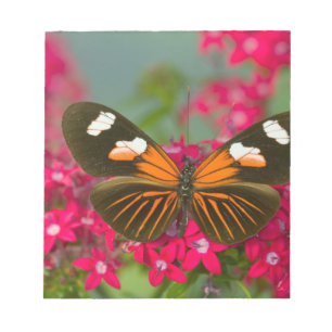 Sammamish Washington Fotograf von Butterfly auf 14 Notizblock
