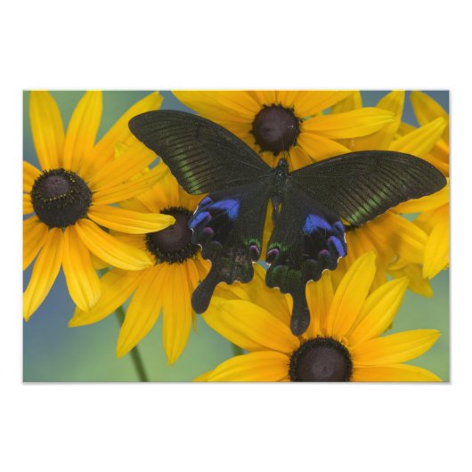 Sammamish Washington Fotograf von Butterfly Fotodruck (Vorne)