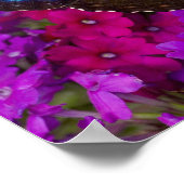 Sammamish Washington Tropical Butterfly Poster (Ecke)