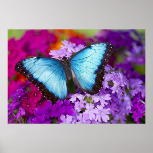 Sammamish Washington Tropical Butterfly Poster (Vorne)
