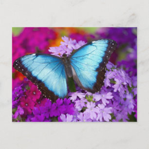 Sammamish Washington Tropical Butterfly Postkarte
