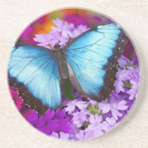Sammamish Washington Tropical Butterfly Sandstein Untersetzer
