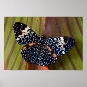 Sammamish, Washington. Tropische Schmetterlinge 54 Poster