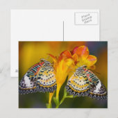 Sammamish, Washington. Tropische Schmetterlinge 68 Postkarte (Vorne/Hinten)