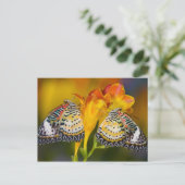 Sammamish, Washington. Tropische Schmetterlinge 68 Postkarte (Stehend Vorderseite)