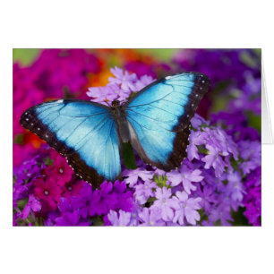 Sammamish Washington Tropischer Schmetterling
