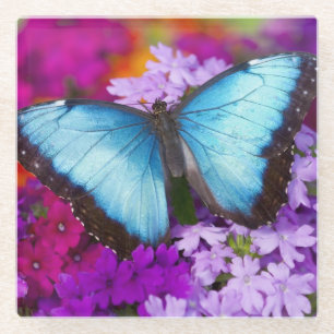 Sammamish Washington Tropischer Schmetterling Glasuntersetzer