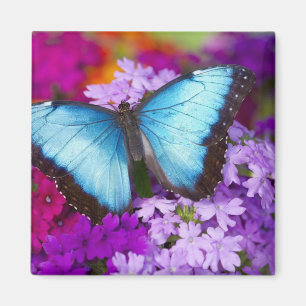 Sammamish Washington Tropischer Schmetterling Magnet