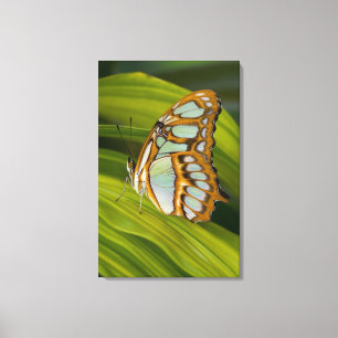 Sammamish, Washington, USA Leinwanddruck