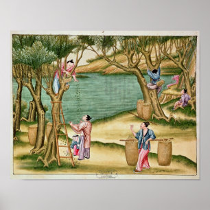 Sammelmaulbeeren Poster