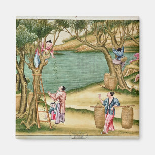 Sammeln der Maulbeeren Magnet