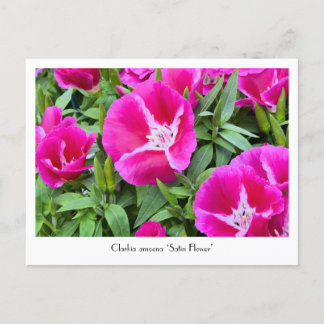 Sammelpostkarte für Satin oder Godet Blume Postkarte