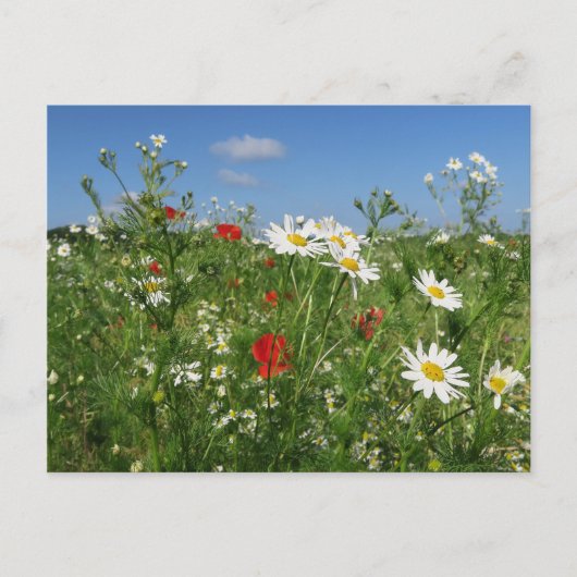 Sammelpostkarte Postkarte (Vorderseite)