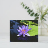 Sammelpostkarten für lila Wasserlilie Postkarte (Stehend Vorderseite)