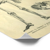 Sammlung anatomischer Illustrationen des Körpers Poster (Ecke)