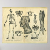 Sammlung anatomischer Illustrationen des Körpers Poster (Vorne)