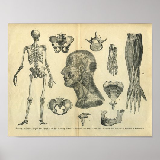 Sammlung anatomischer Illustrationen des Körpers Poster (Vorne)