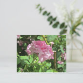 Sammlung Botanischer Garten Postkarte (Stehend Vorderseite)