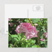 Sammlung Botanischer Garten Postkarte (Vorne/Hinten)