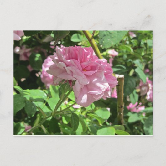 Sammlung Botanischer Garten Postkarte (Vorderseite)