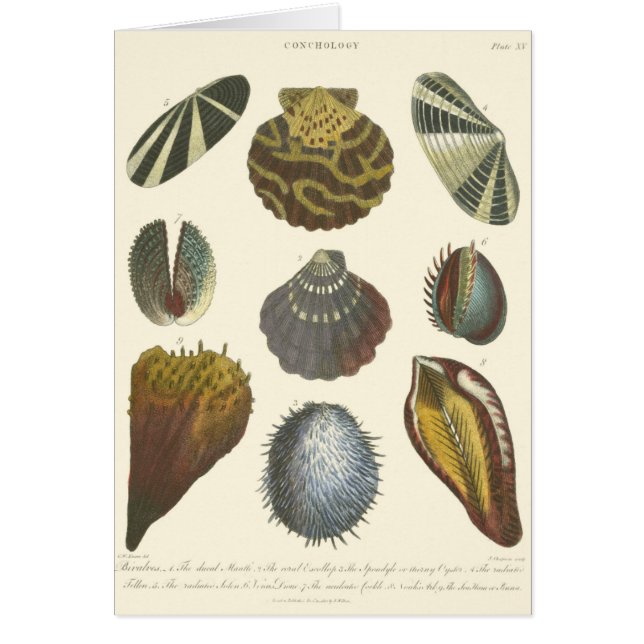 Sammlung der Konchologie (Vorne)