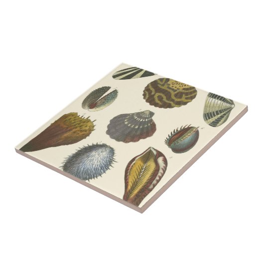 Sammlung der Konchologie Fliese (Seite)