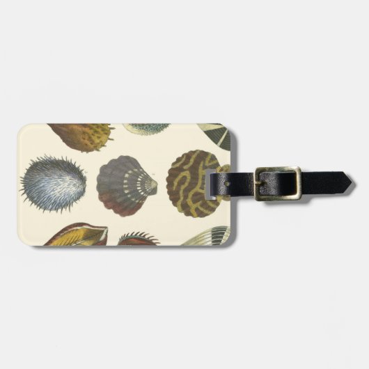 Sammlung der Konchologie Gepäckanhänger (Vorderseite horizontal)