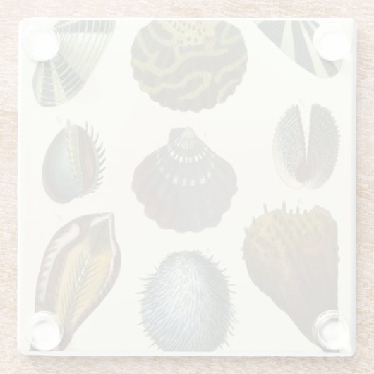 Sammlung der Konchologie Glasuntersetzer (Rückseite)