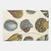 Sammlung der Konchologie Handtuch (Horizontal)