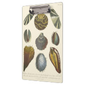 Sammlung der Konchologie Klemmbrett (Links)