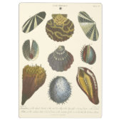 Sammlung der Konchologie Klemmbrett (Rückseite)