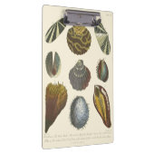 Sammlung der Konchologie Klemmbrett (Rechts)