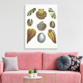 Sammlung der Konchologie Leinwanddruck (Insitu (Wohnzimmer))