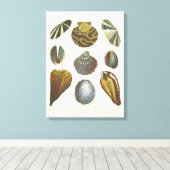 Sammlung der Konchologie Leinwanddruck (Insitu (Holzboden))