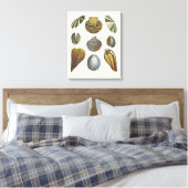 Sammlung der Konchologie Leinwanddruck (Insitu (Schlafzimmer))