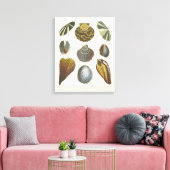 Sammlung der Konchologie Leinwanddruck (Insitu (Wohnzimmer))