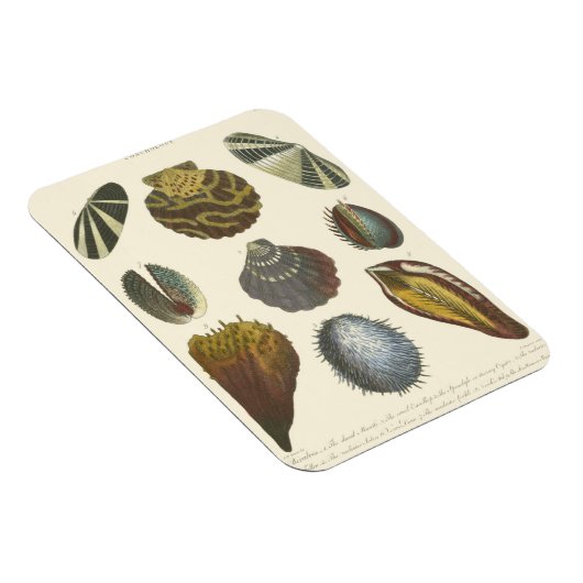 Sammlung der Konchologie Magnet (Rechte Seite)