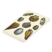 Sammlung der Konchologie Magnet (Linke Seite)