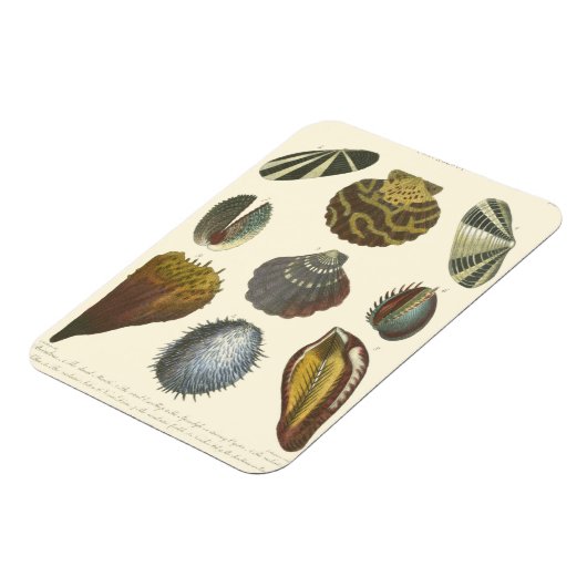 Sammlung der Konchologie Magnet (Linke Seite)