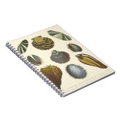 Sammlung der Konchologie Notizblock (Rechte Seite)